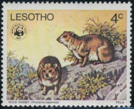Rock Rabbit (Procavia capensis)