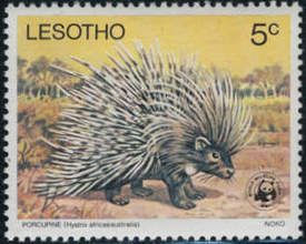 Cape Porcupine (Hystrix africaeaustralis)