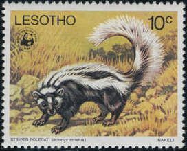 Striped Polecat (Ictonyx striatus)