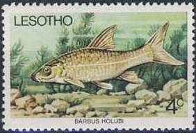 Small-mouthed Yellow-fish (Labeobarbus aeneus)