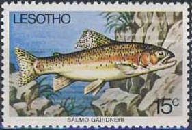 Rainbow Trout (Salmo gairdneri)