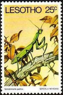 Common Green Mantis (Sphodromantis gastrica)
