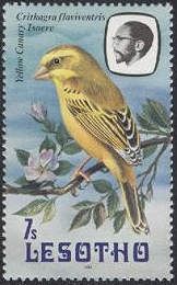 Yellow Canary (Crithagra flaviventris)