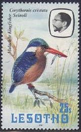 Malachite Kingfisher (Corythornis cristata)