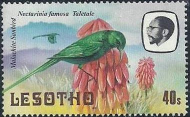 Malachite Sunbird (Nectarinia famosa)