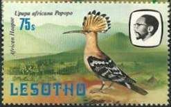 African Hoopoe (Upupa africana)
