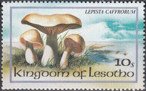 Lepista caffrorum