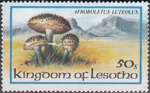 Afroboletus luteolus
