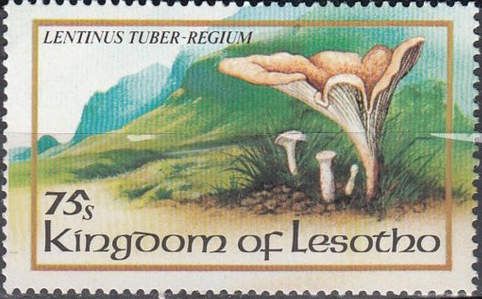 Lentinus tuberregium