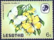African Migrant (Catopsillia florella)
