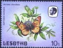 Suffused Acraea (Acraea stenobea)