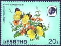 Lemon Traveller (Colotis subfasciatus)