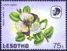 Queen Purple Tip (Colotis regina)