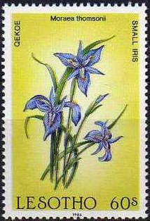 Small iris