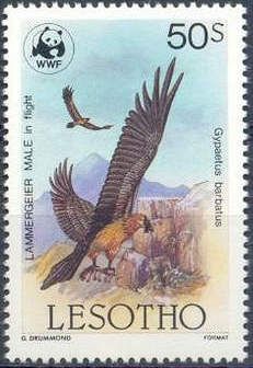 Bearded Vulture (Gypaetus barbatus)