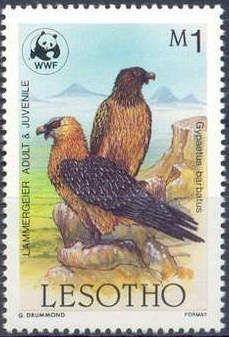 Bearded Vulture (Gypaetus barbatus)
