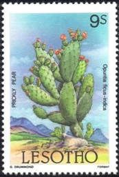 Prickly pear