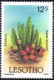 Stapelia