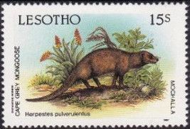 Cape Gray Mongoose (Herpestes pulverulentus)