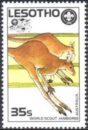 Red Kangaroo (Osphranter rufus)