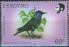 Cape Starling (Lamprotornis nitens)
