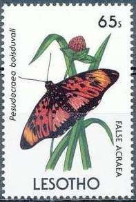 Boisduval's False Acraea (Pseudacraea boisduvali)