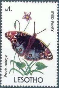 Eyed Pansy (Precis orithya)