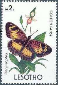 Little Pansy (Precis sophia)