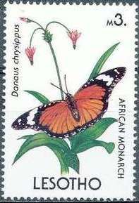 African Monarch (Danaus chrysippus)