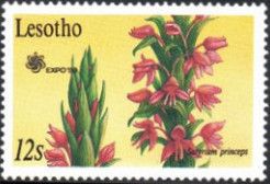 Satyrium princeps