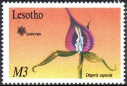 Disperis capensis