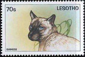 Siamese