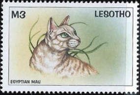 Egyptian Mau