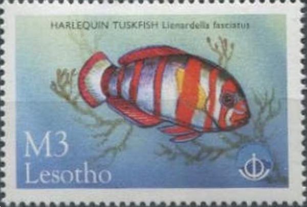 Harlequin Tuskfish (Lienardella fasciata)