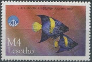 Half-moon Angelfish (Arusetta asfur)