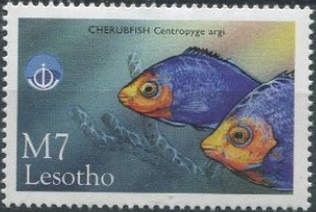 Cherubfish (Centropyge argi)