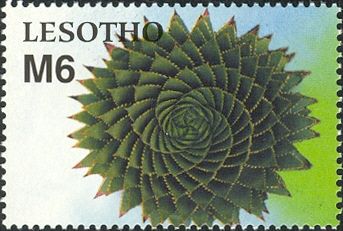 Flora