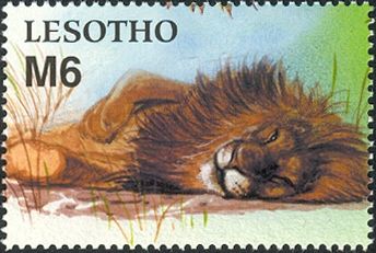 Lion (Panthera leo)