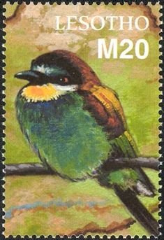 European Bee-Eater (Merops apiaster)