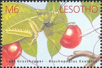 Longhorned Leaf Grasshopper (Brochopeplus exalatus)