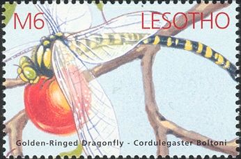 Golden-ringed Dragonfly (Cordulegaster boltonii)