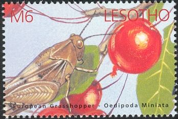 European Grasshopper (Oedipoda miniata)