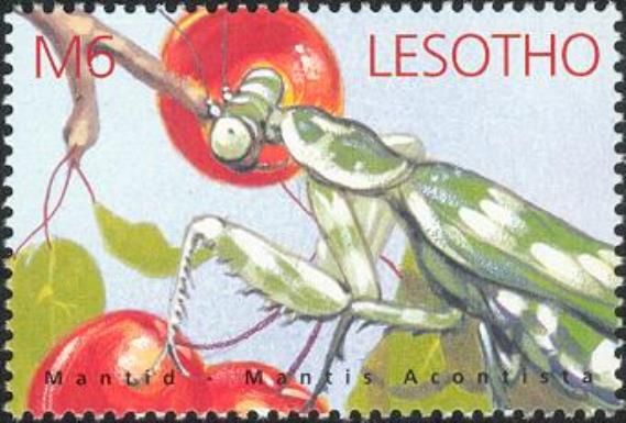 Mantid (Mantis acontista)