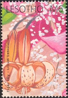 Tiger Lily