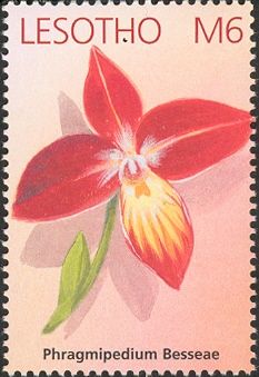 Phragmipedium Besseae