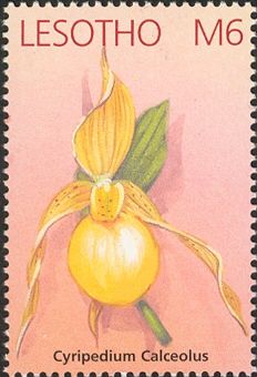 Cypripedium calceolus (auf Marke falsch geschrieben)