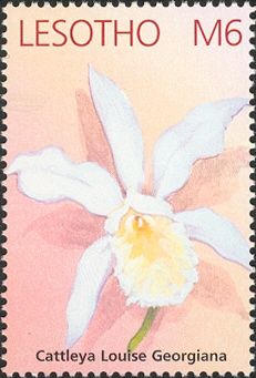 Cattleya Louise Georgiana