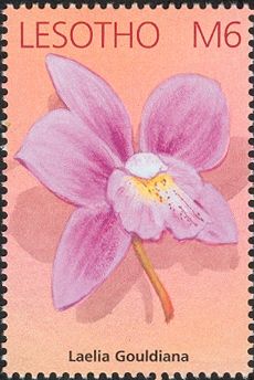 Laelia Gouldiana
