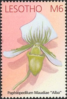 Paphiopedilum Maudiae "Alba"