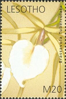 Orchid Brassavola tuberculata